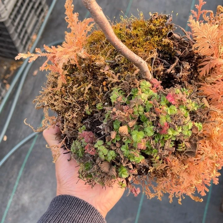 山野草盆栽养*山野草盆栽