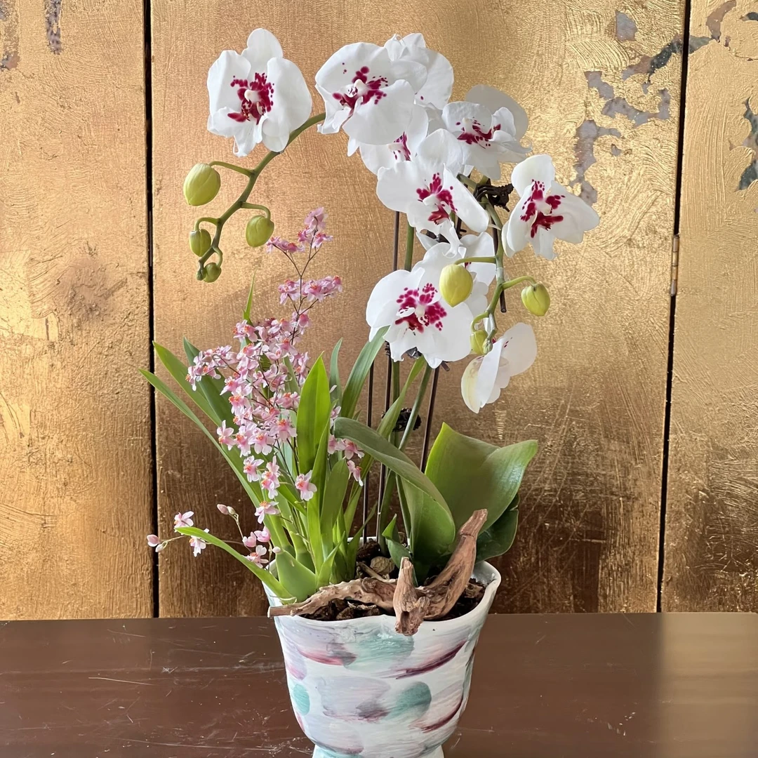 【花聚财精选】蝴蝶兰（踏雪寻梅）3.5寸杯 花剑苗 年宵花