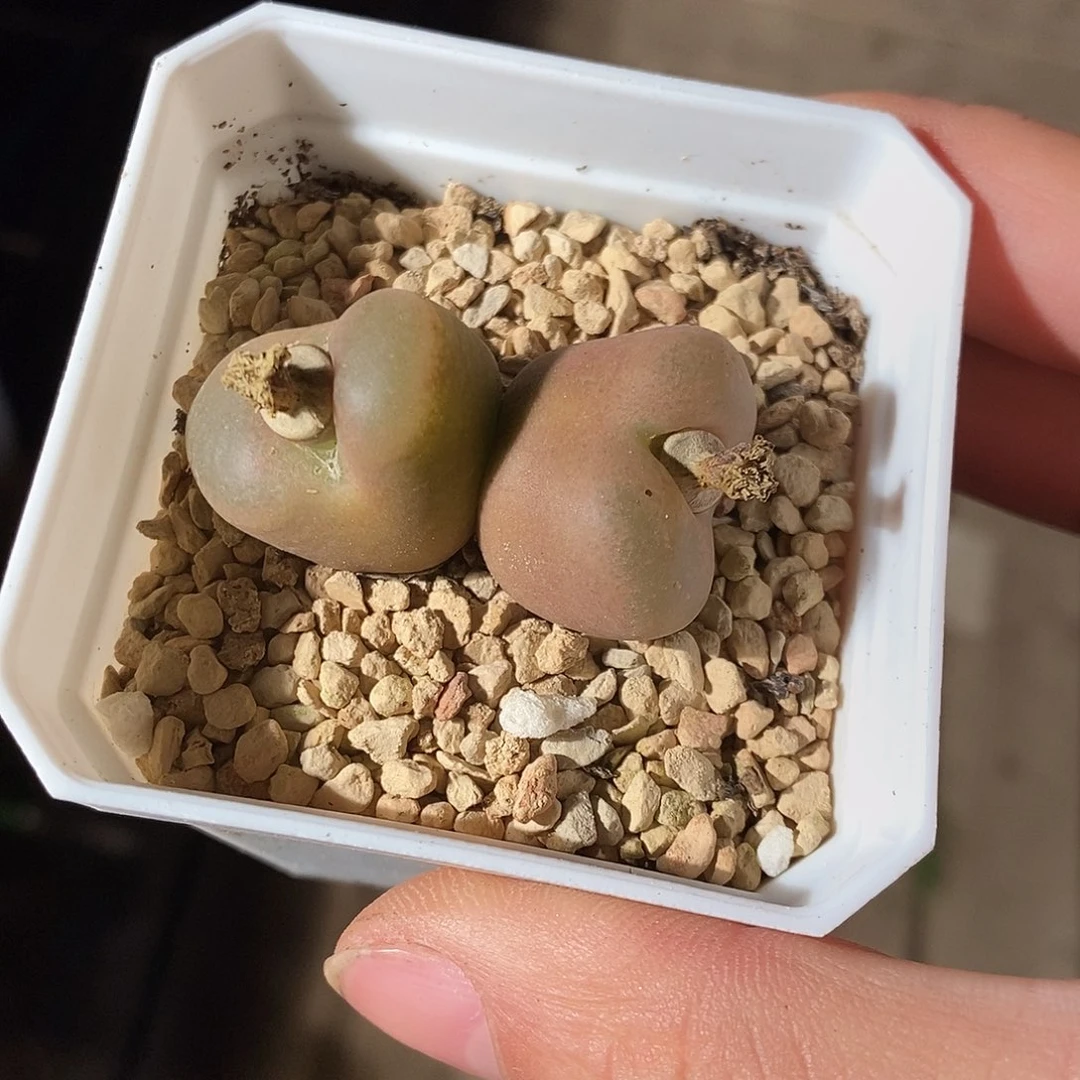 4313。  吕毛。