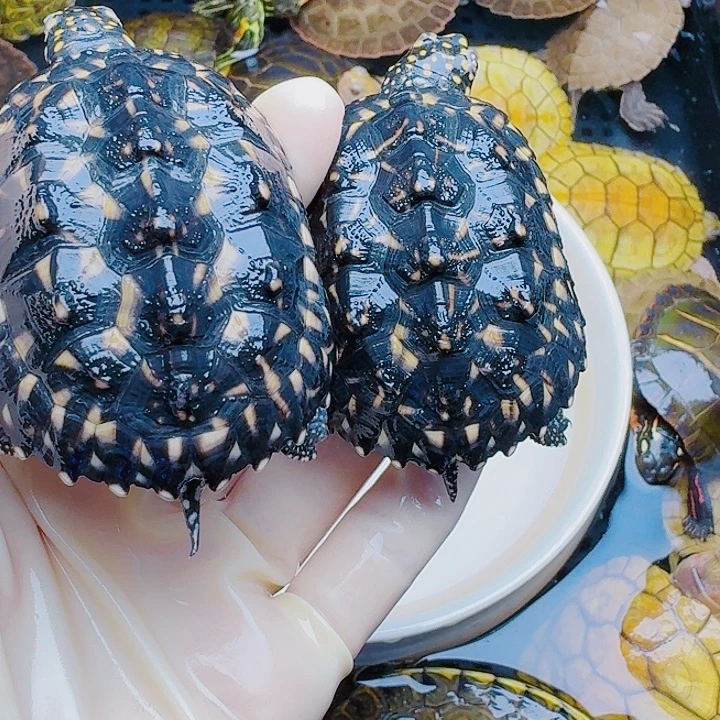 光***仰绿毛龟母22222222222