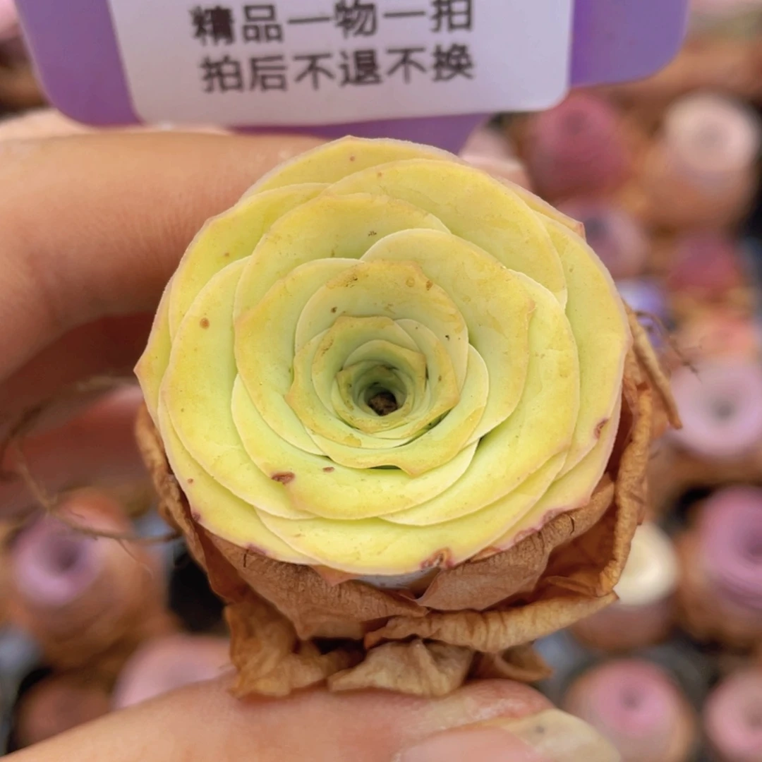 小***妮山地玫瑰J29微瑕不售后满38包邮裸根发货