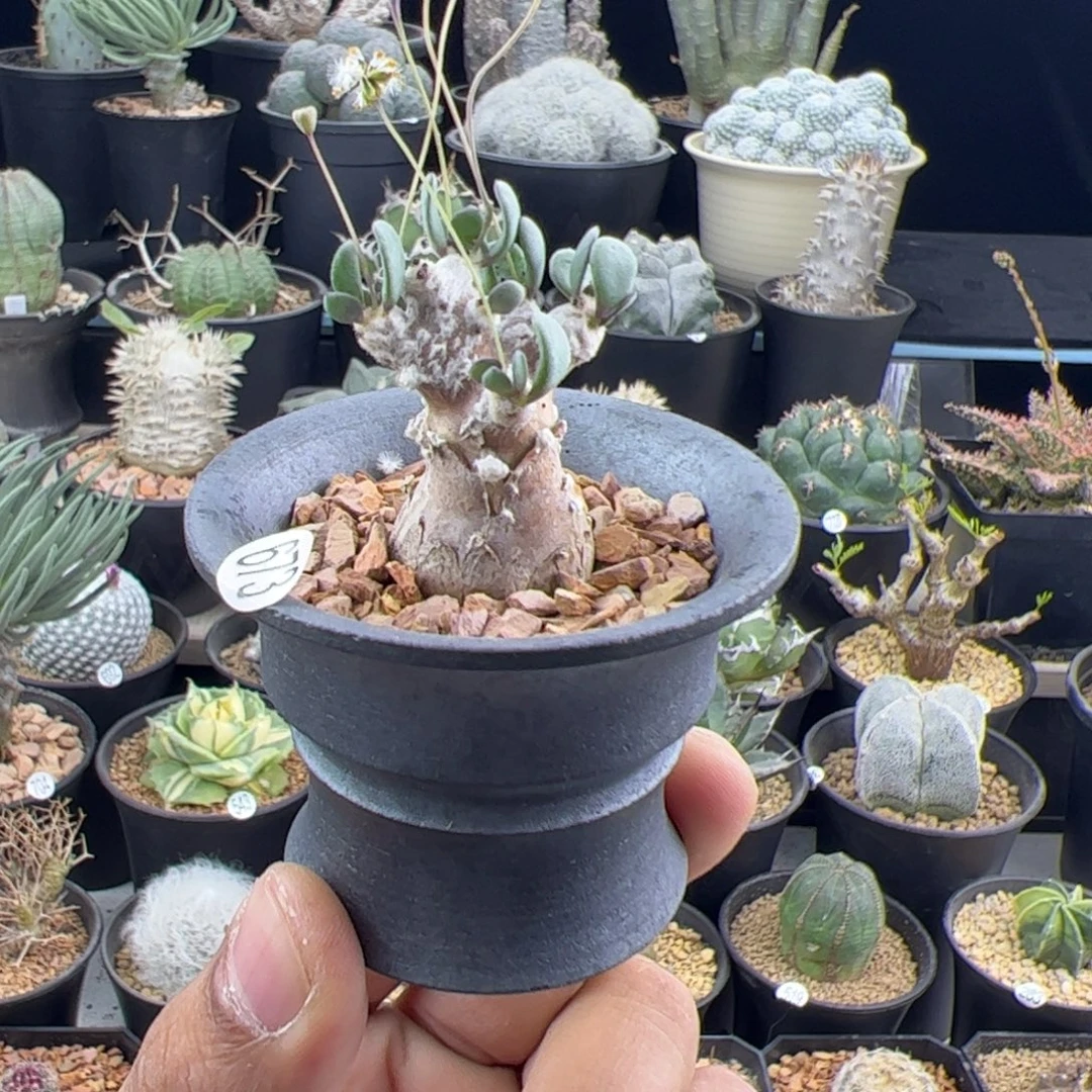 恩特美厚敦菊一物一拍673