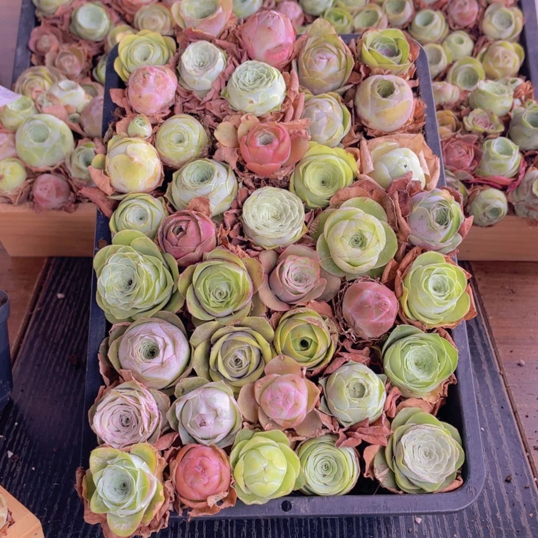 保底三十二颗量拍8888888