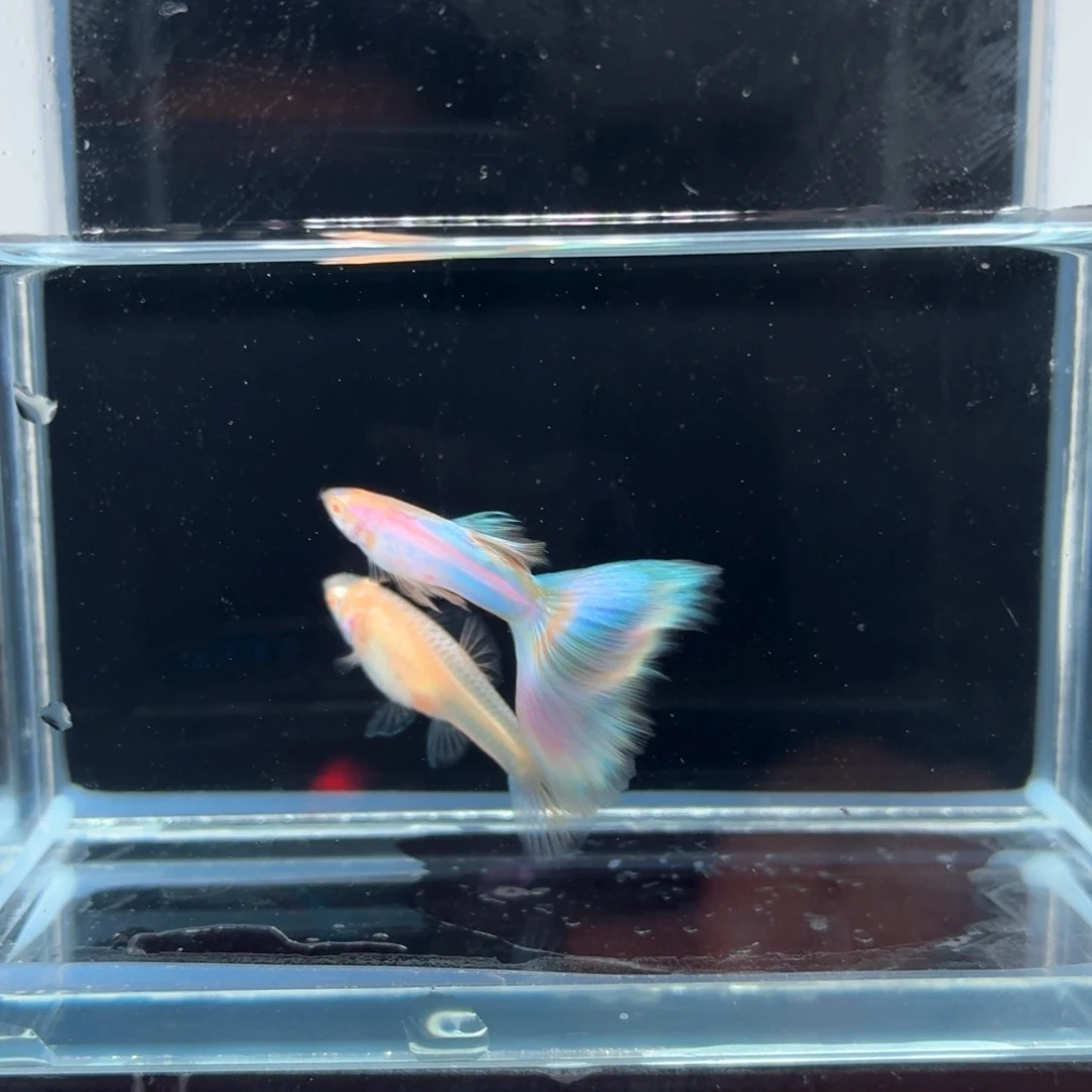 孔雀鱼极光幻彩一对（19）