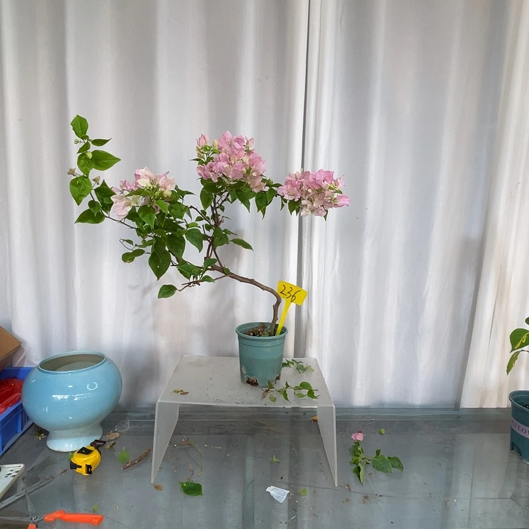 当前无花栽培后可以开花236广红樱扦插