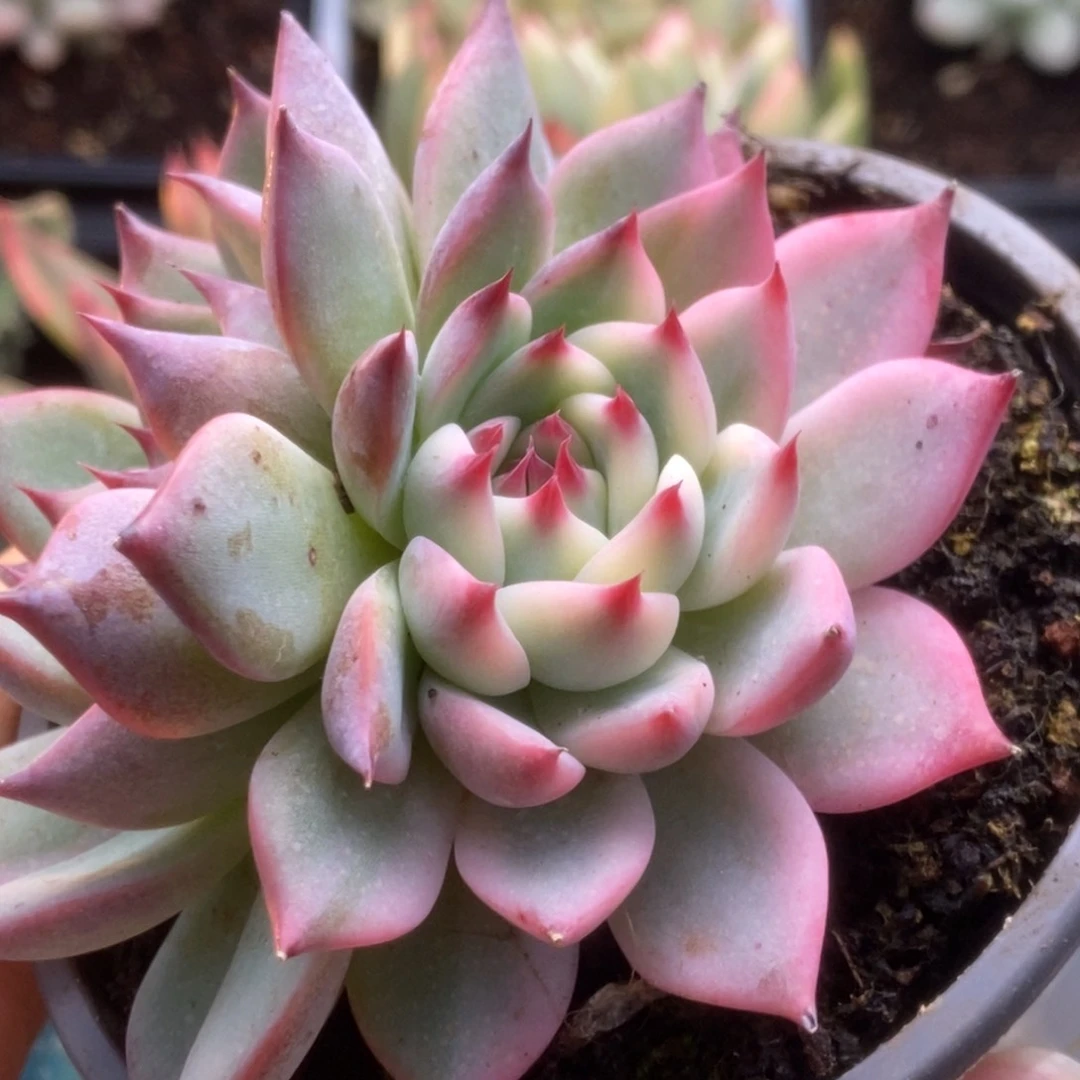 507锦锦锦锦锦锦锦锦