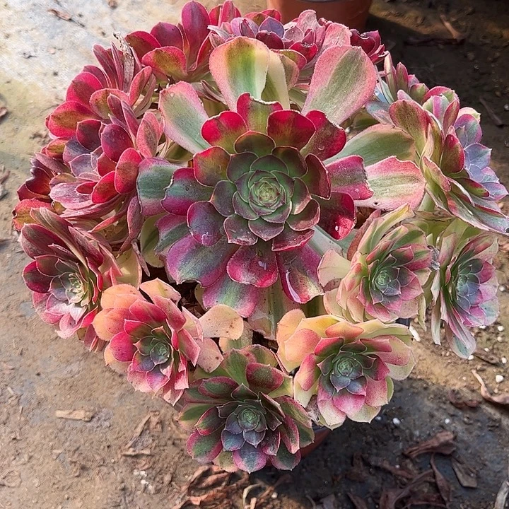 多肉植物雨荷法师3号