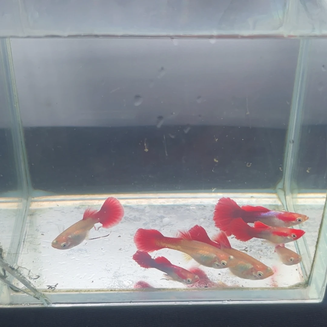 孔雀鱼黄化折扇7条