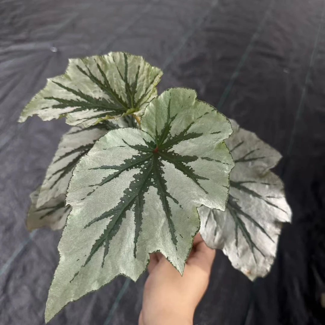 室内高端观赏秋海棠热带植物好养绿植花卉