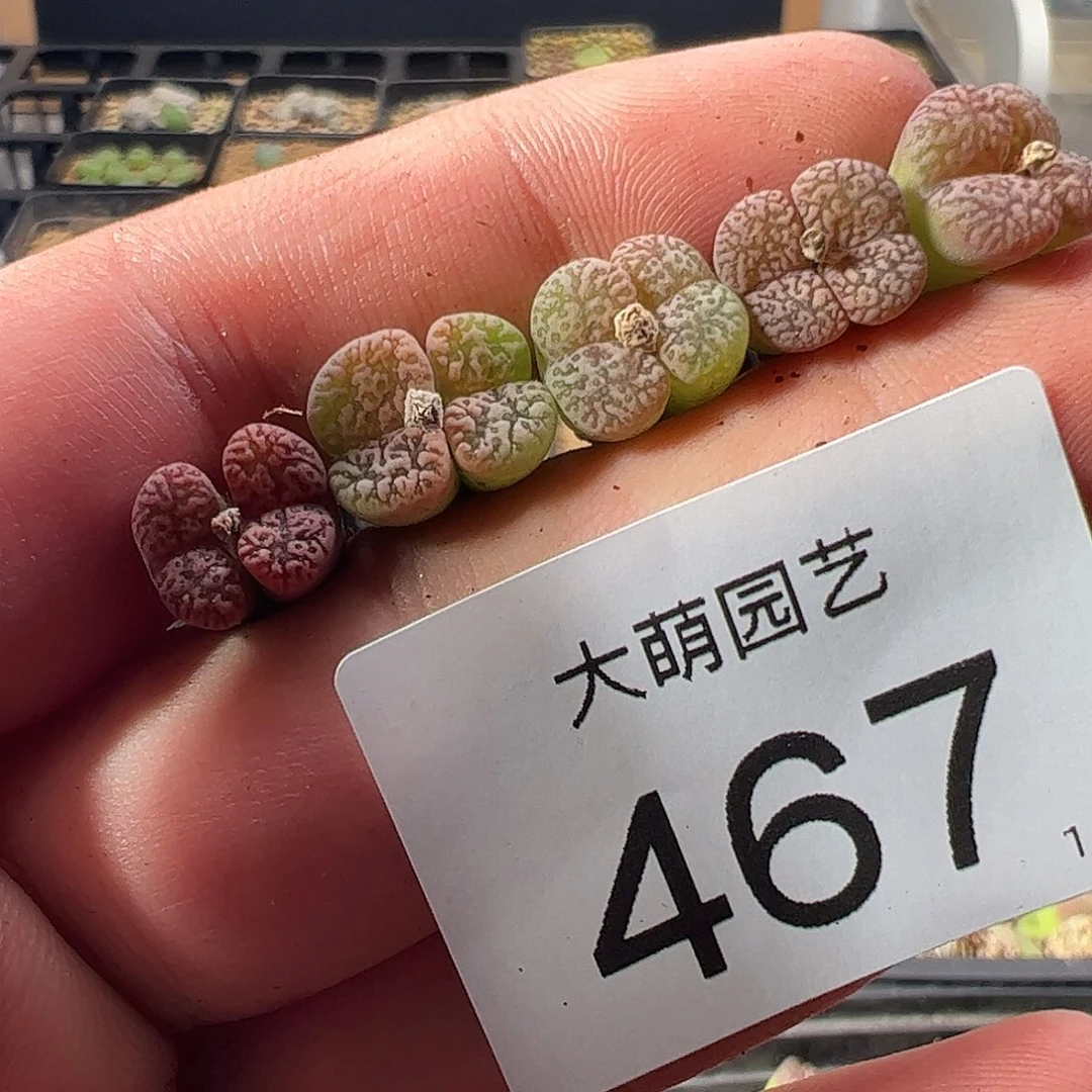 0000一物一拍。    467