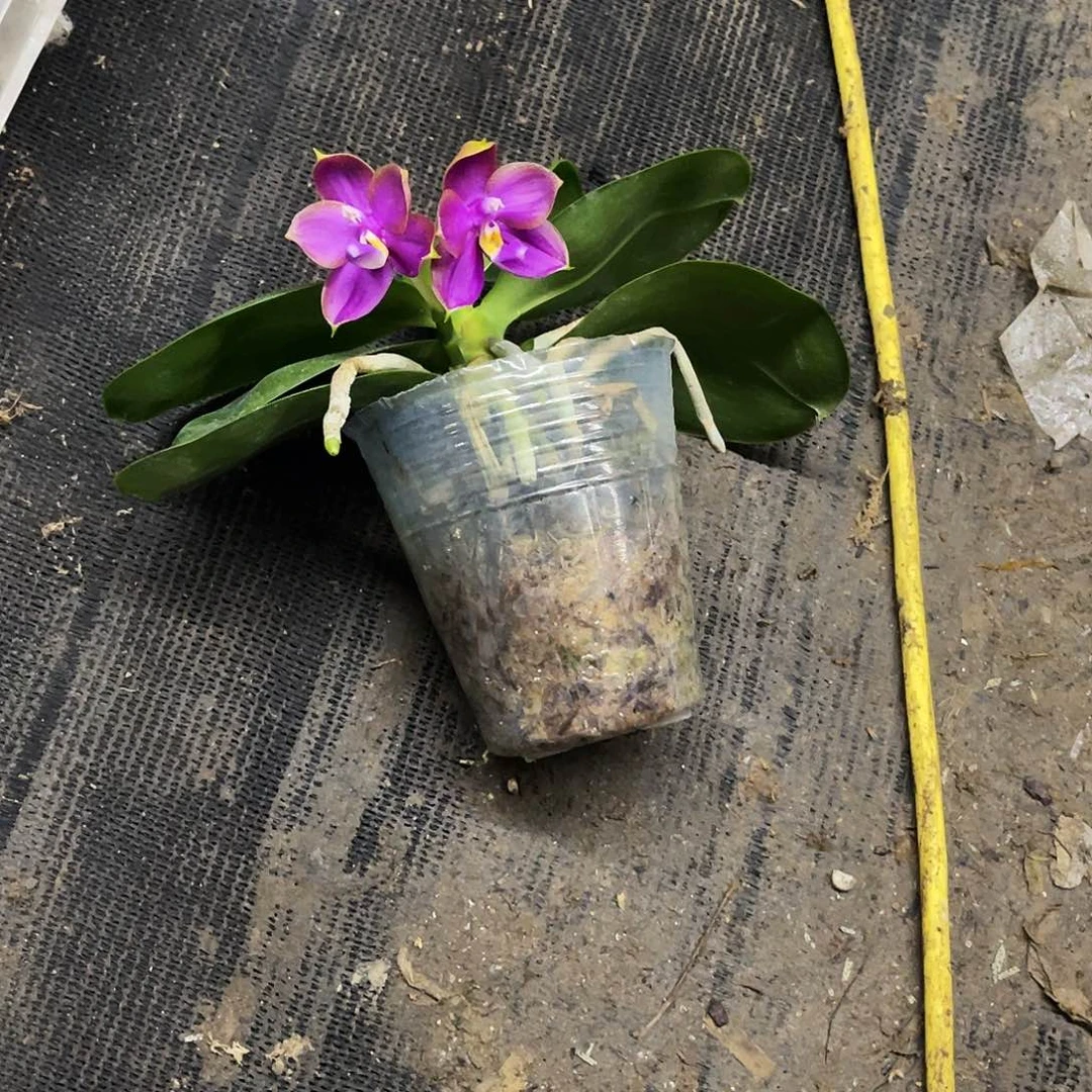 当前无花栽培后可以开花白*翁弥陀原生