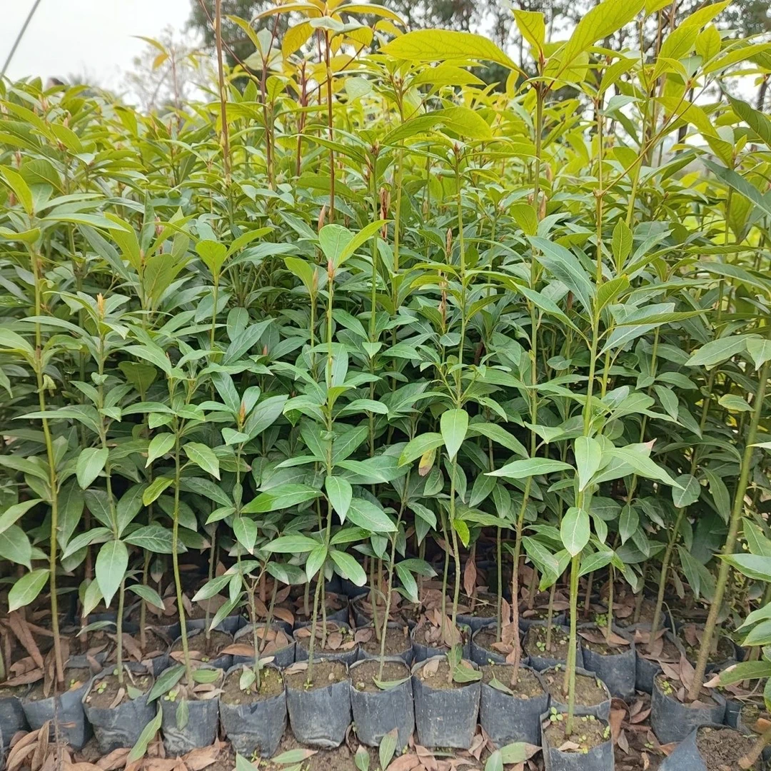 四川正宗金丝楠木树苗小叶桢楠树苗金丝楠树苗楠木树苗名贵树苗
