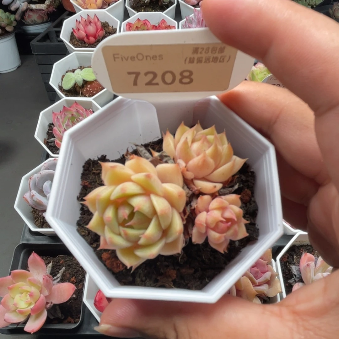 7208苯巴蒂斯4.0厘米