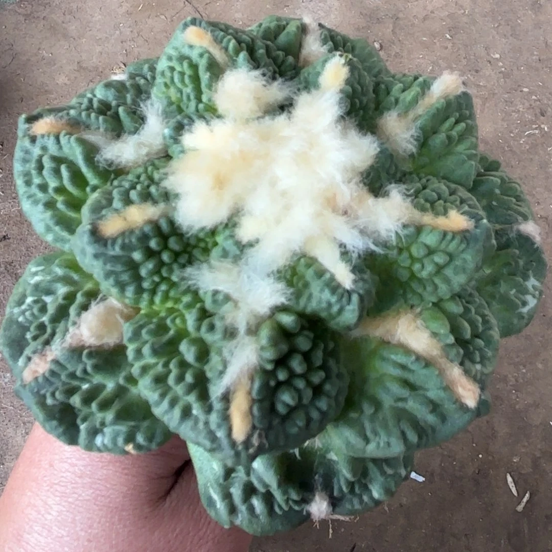 热****爷龟甲牡丹仙人球793