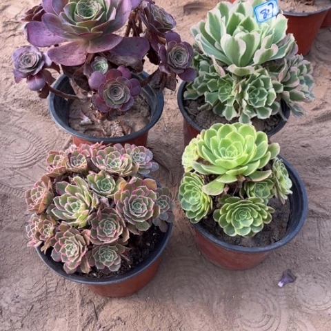 827多肉植物组合，