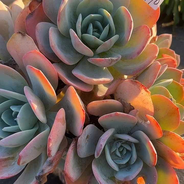 做****己410奶茶凤脱土发货不退不换