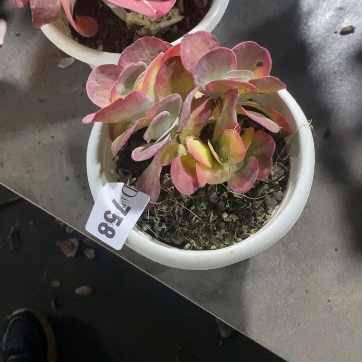 肥***猫758唐印锦多肉植物