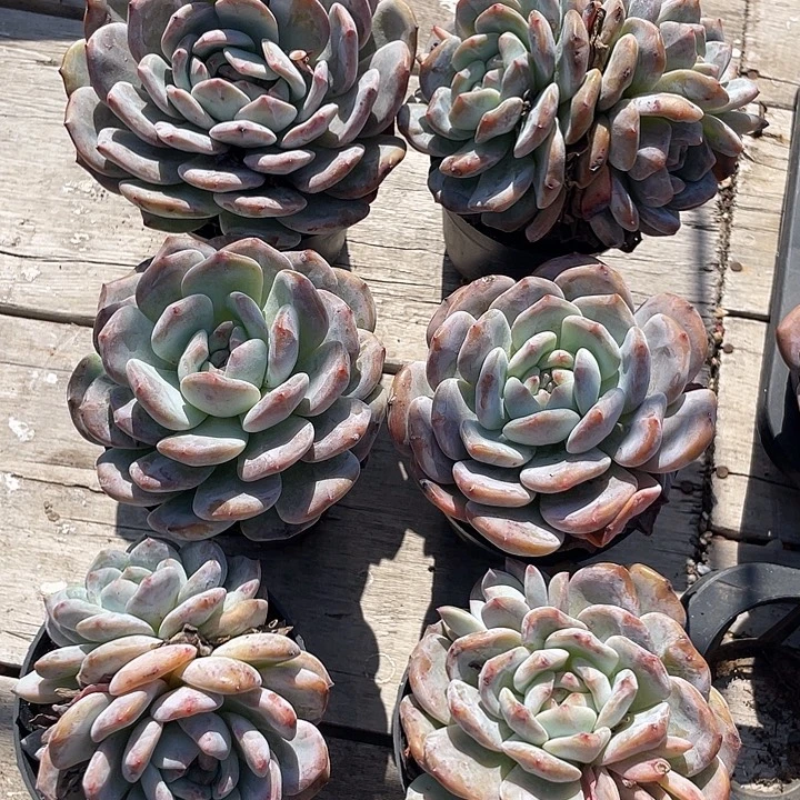 六盆奶盖多肉植物群生