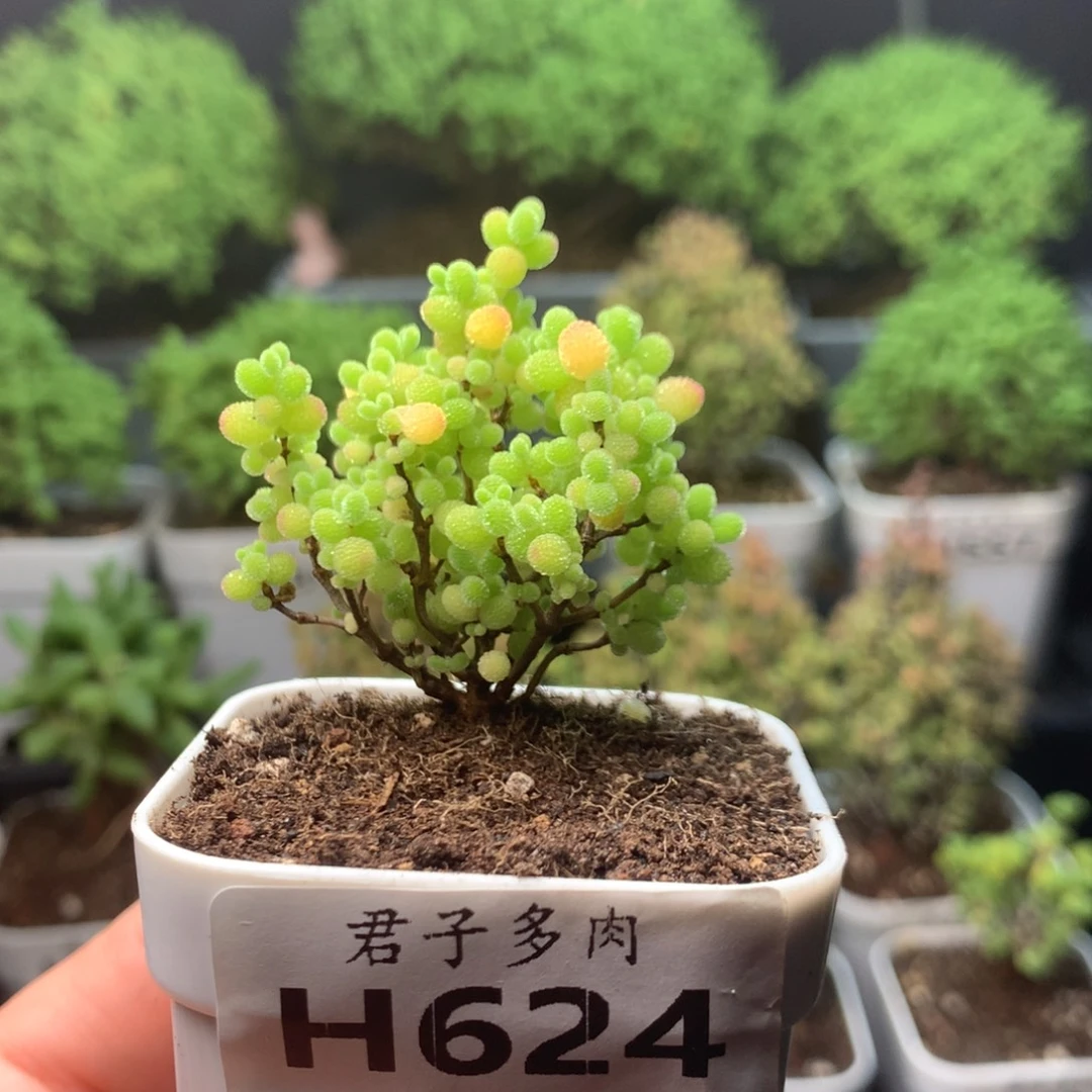 有***晚624蜜橘。