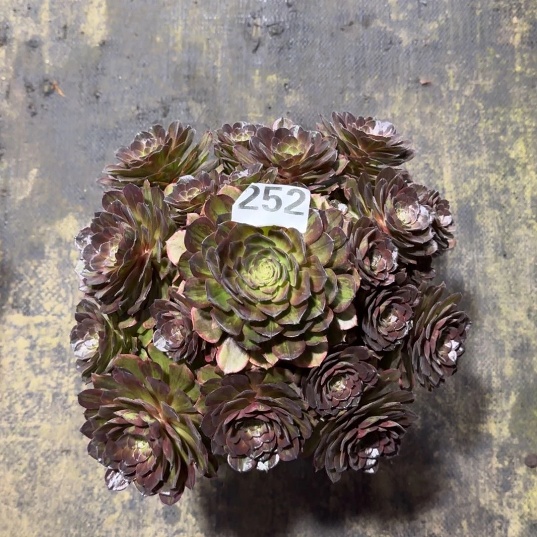 我**姐252！斑斓法师多肉植物