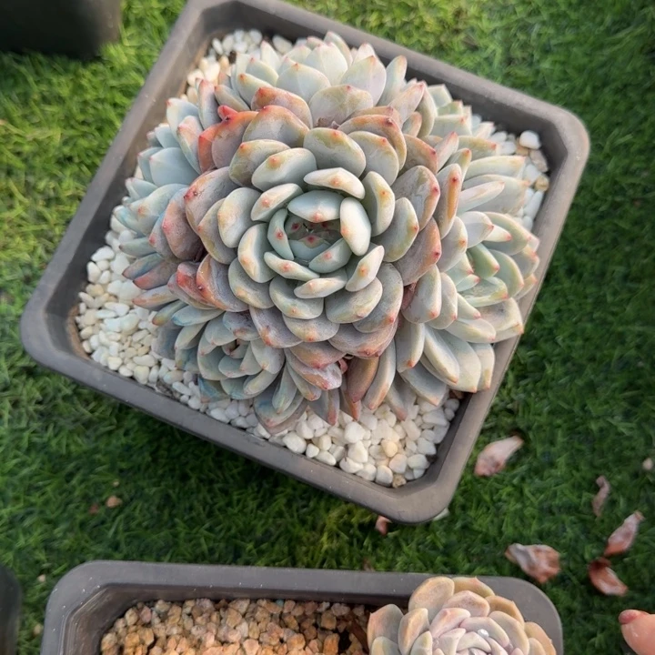 完美捧花橙子群多肉植物绿植