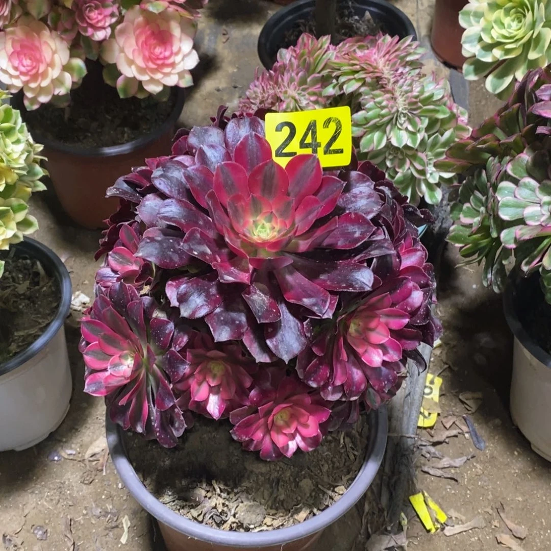 美杜莎多肉法师242