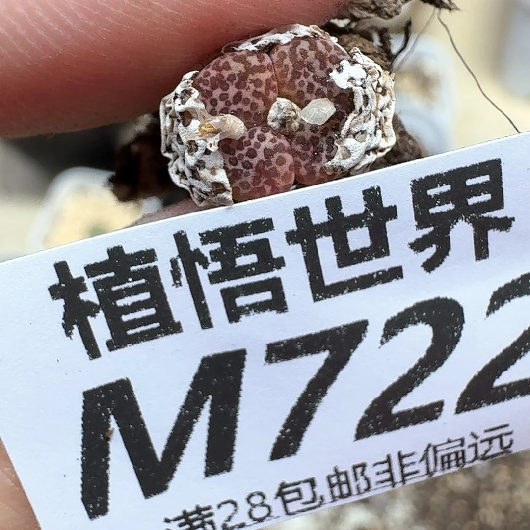 多肉植物的润泽ef