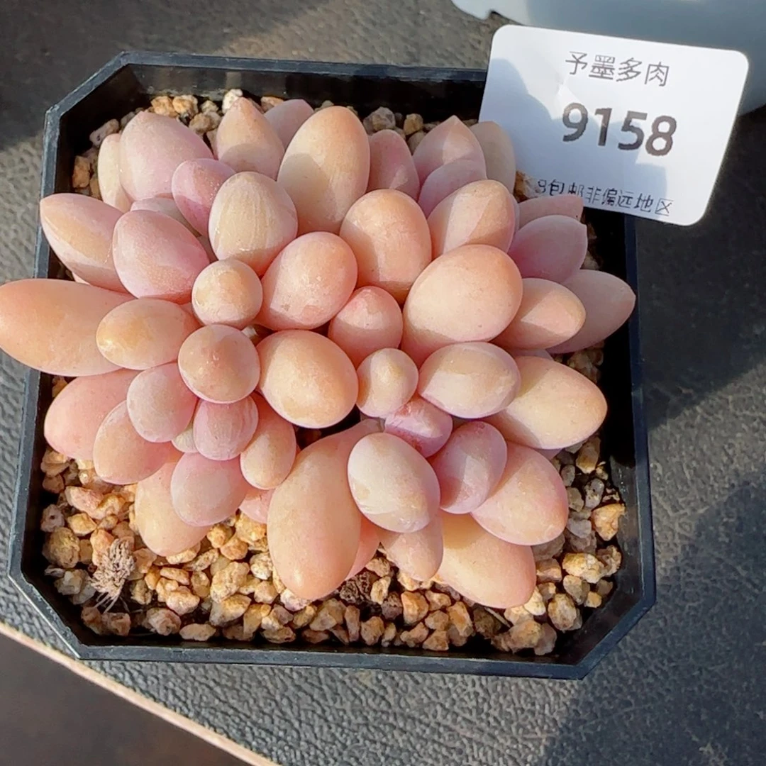 汤圆无砍，9158多肉