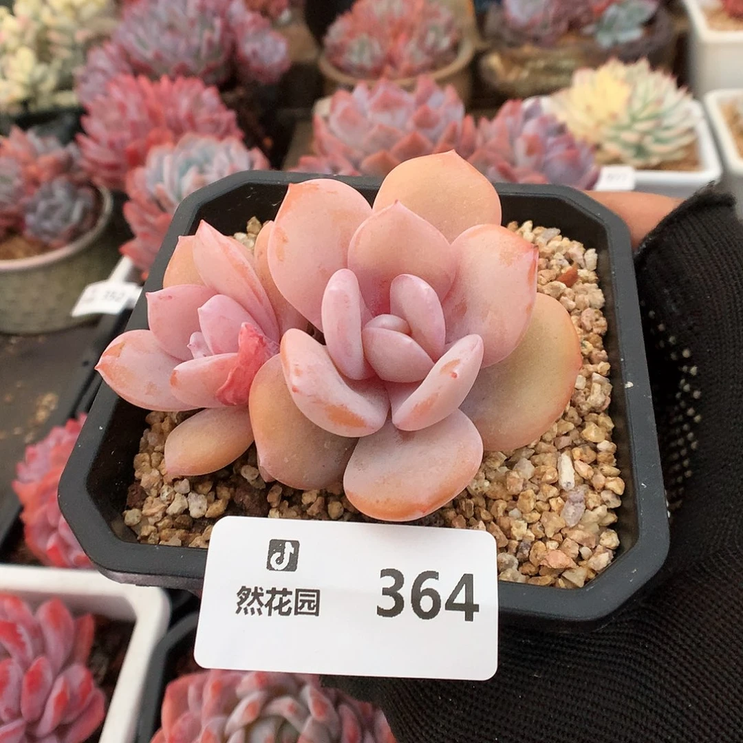 364奶茶多肉植物666