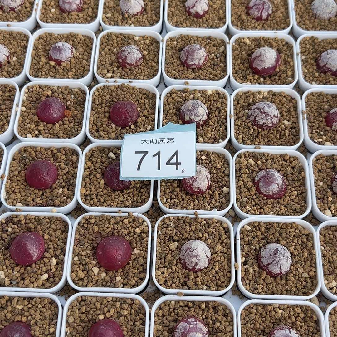 00000715量拍灯泡3颗尺寸1.5上下脱土发