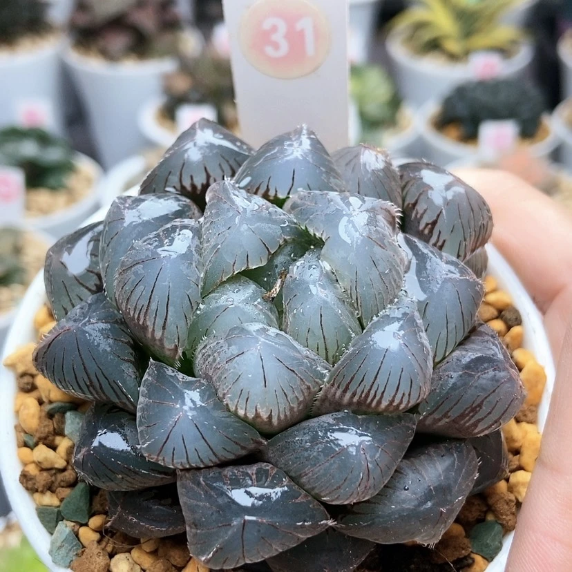 【闪购商品】31紫镜巨大化