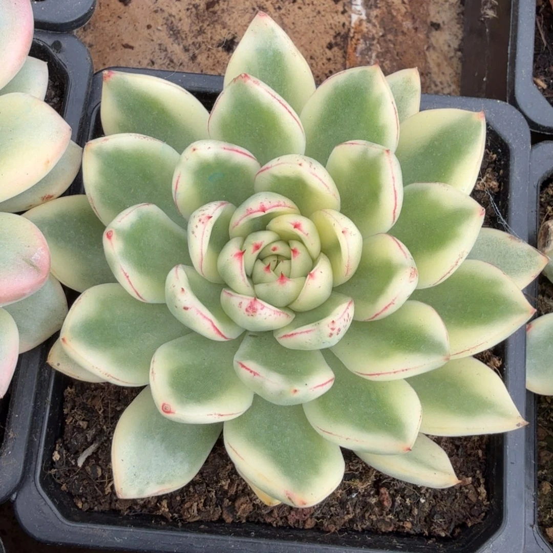 雪花和牛锦腹欧你锦波耶