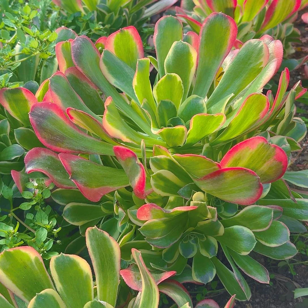 特斯拉多肉植物手捧