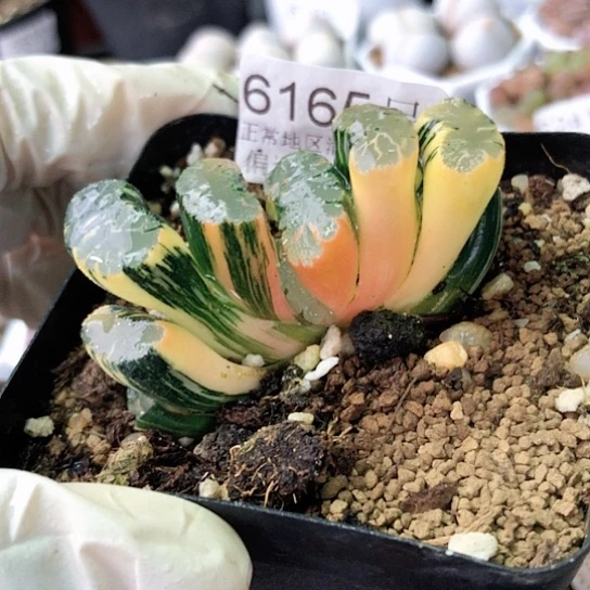 6165，5.5厘米如图优选锦