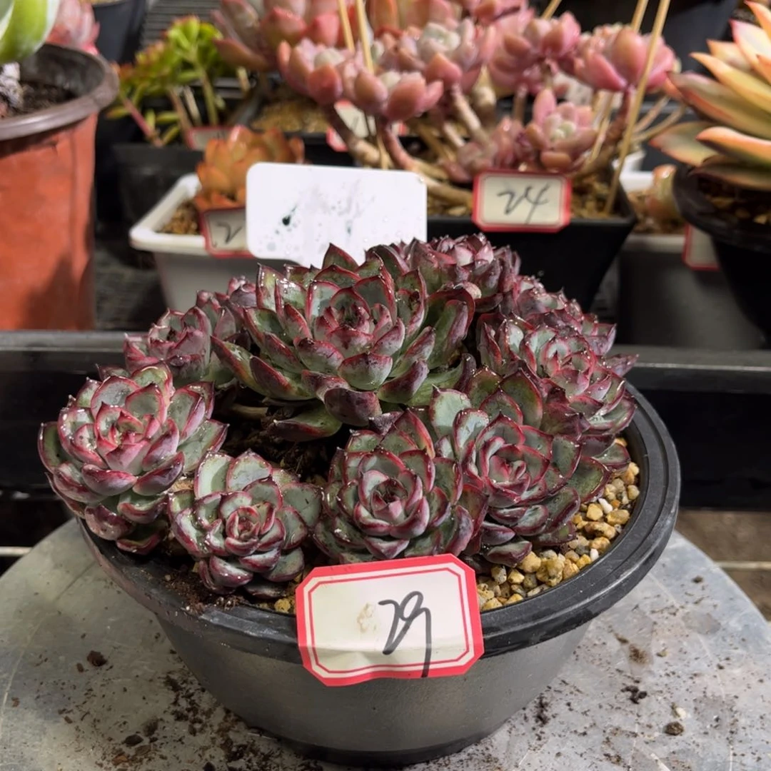 29号荷花只发新疆