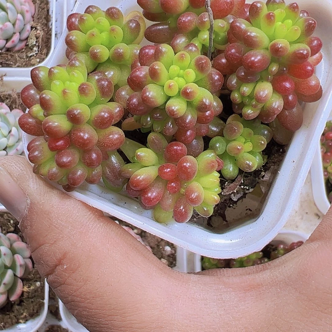 浆果19包邮多肉植物