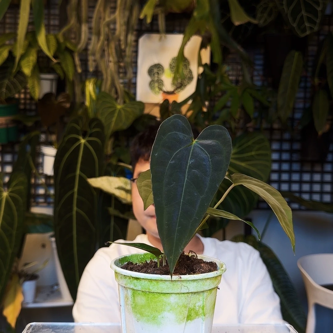 不开花植物S154黑凤凰杂戴斯