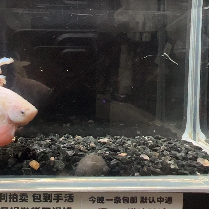 斗鱼竞拍跑单拉黑29日77