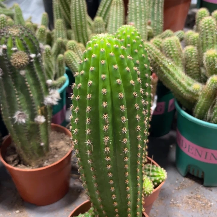 进口金妞金4带仔一杯