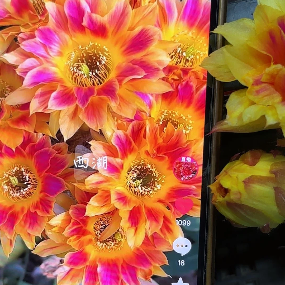 阳光明媚丽花侧牙20包邮13