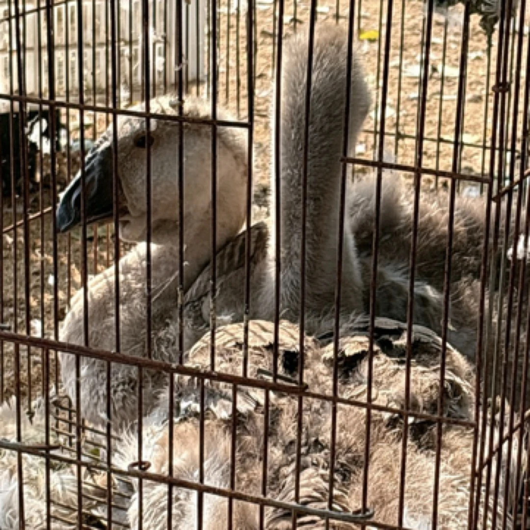 【一只大公装】16斤陈记家宠物鸭鹅活体链接