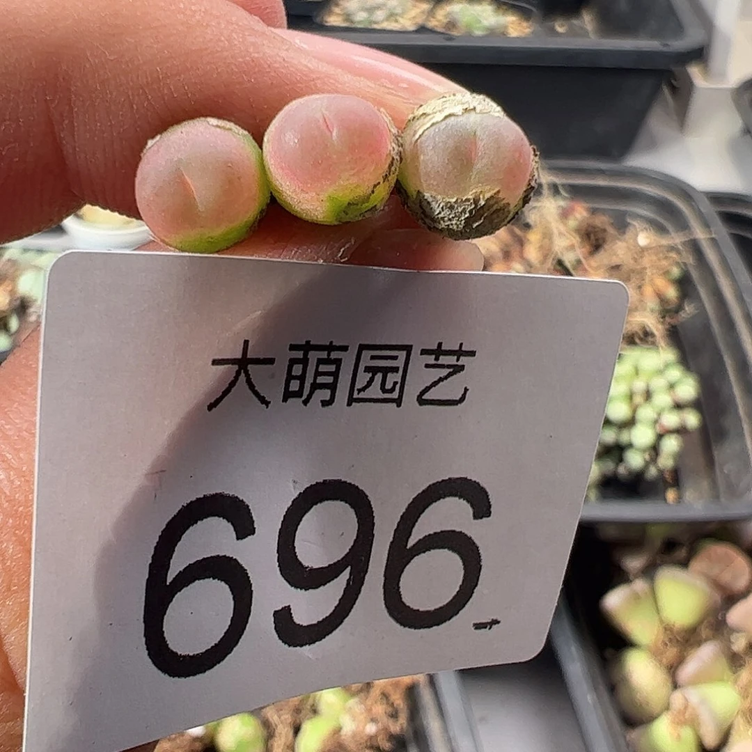 一物一拍默认微瑕。   696