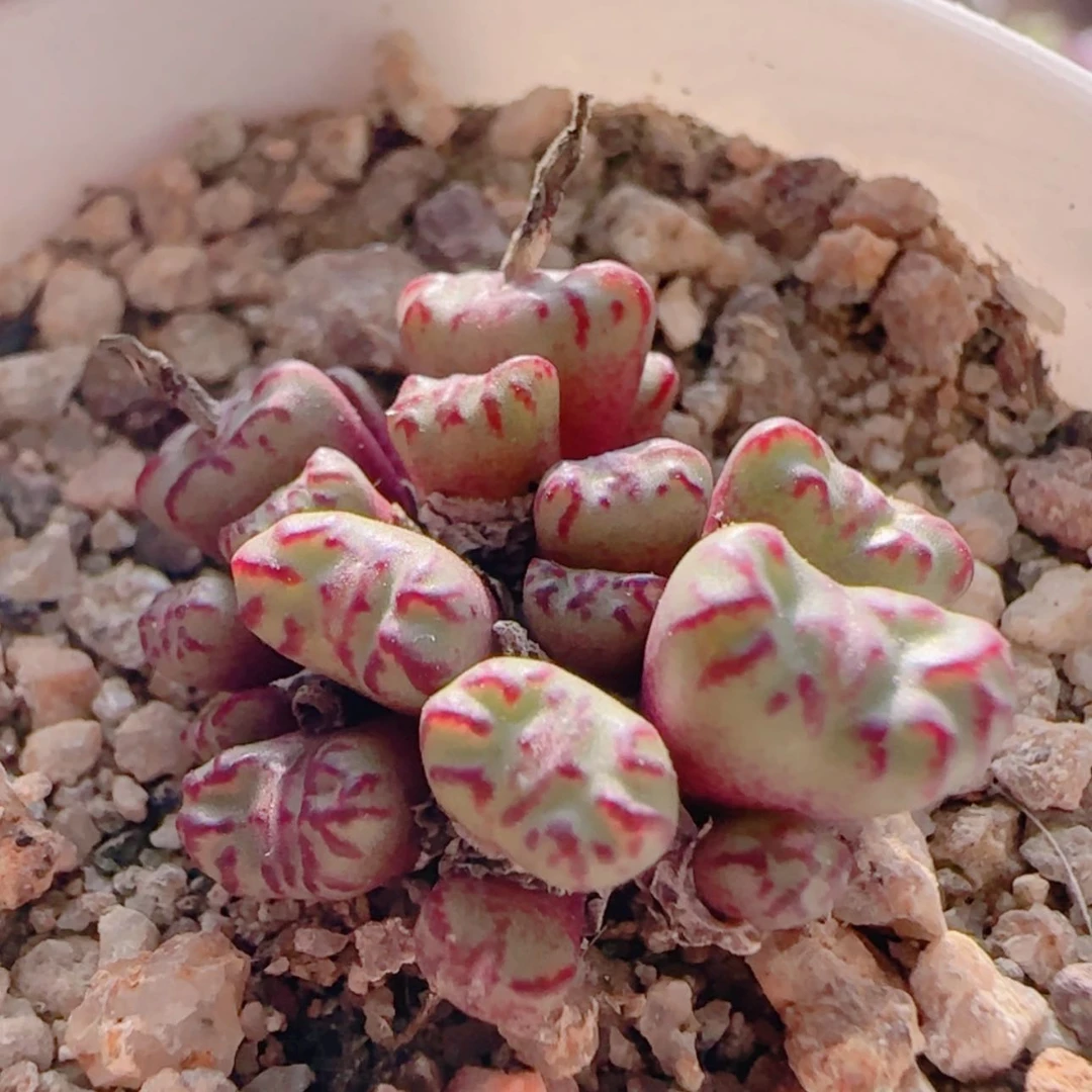 【闪购商品】21398