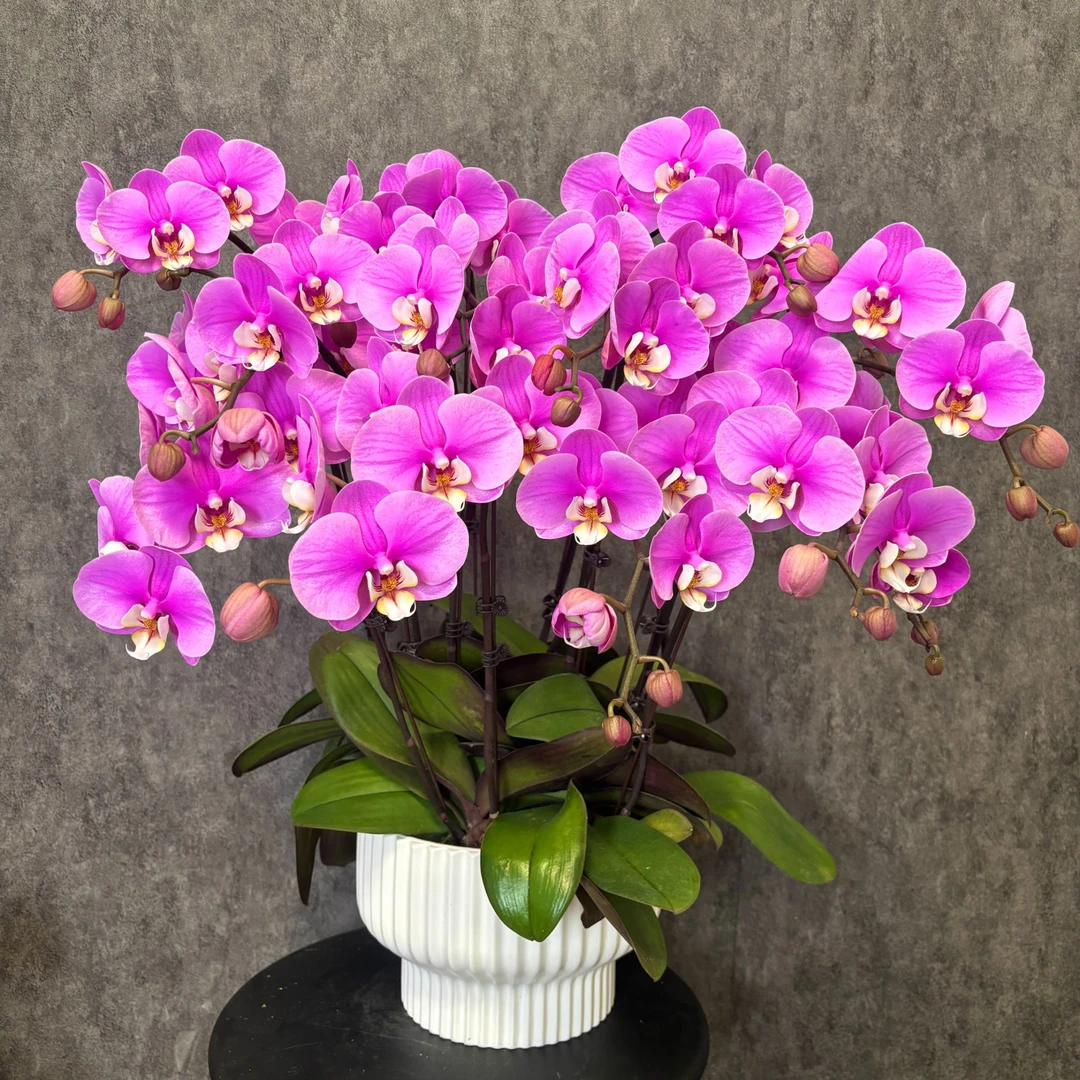 【安娜】蝴蝶兰 鲜花绿植  好养花期长 送礼装饰 室内观赏花