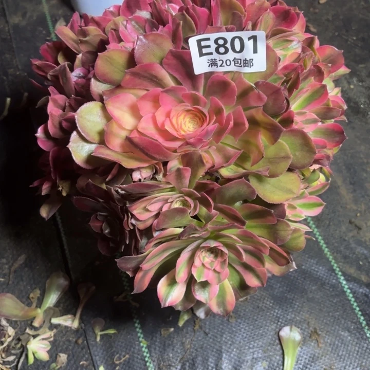 醉****阚瑞妈一物一拍801有断枝。没有售后