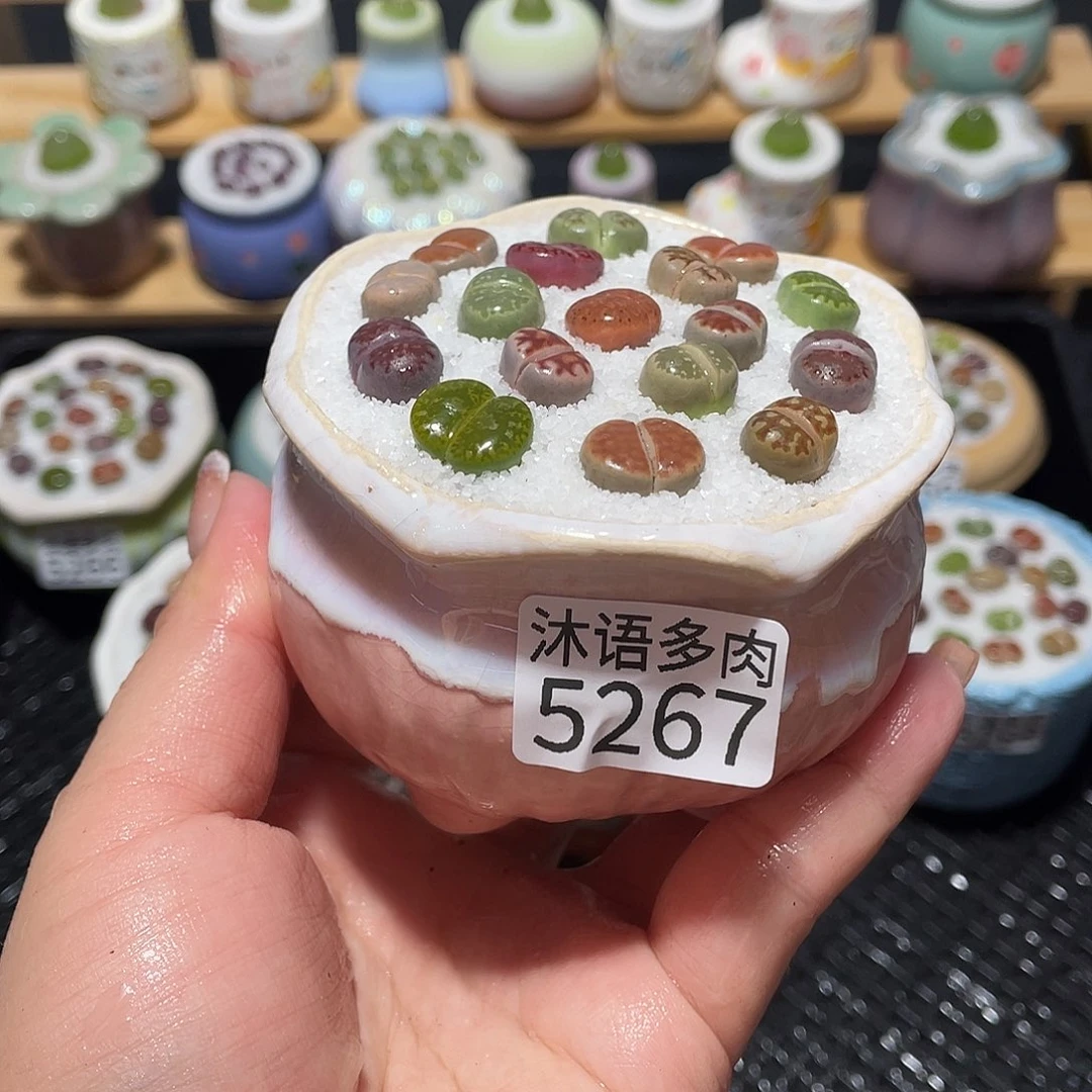 带盆土植物 一物一拍5267