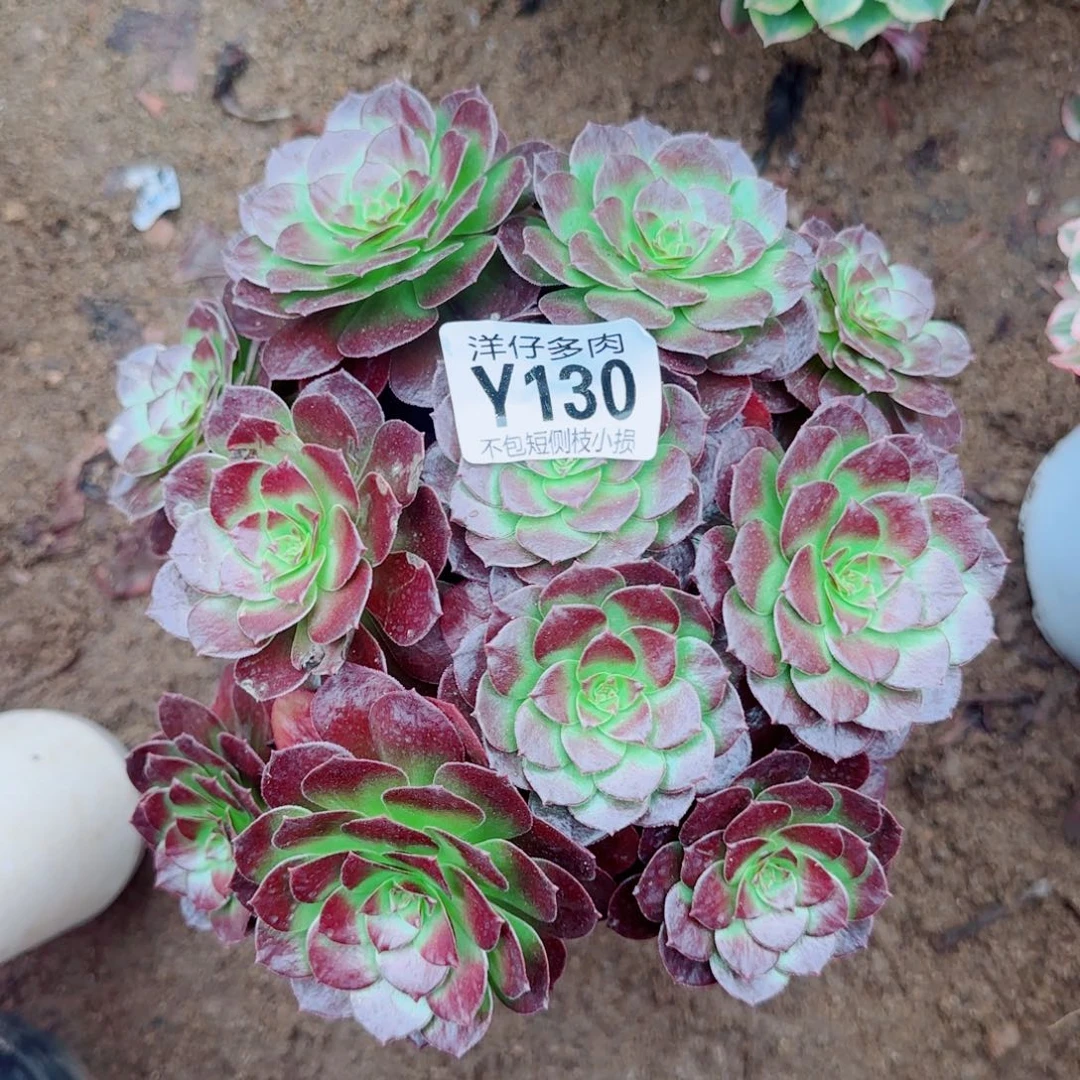 黑珍珠130尺寸20左右2