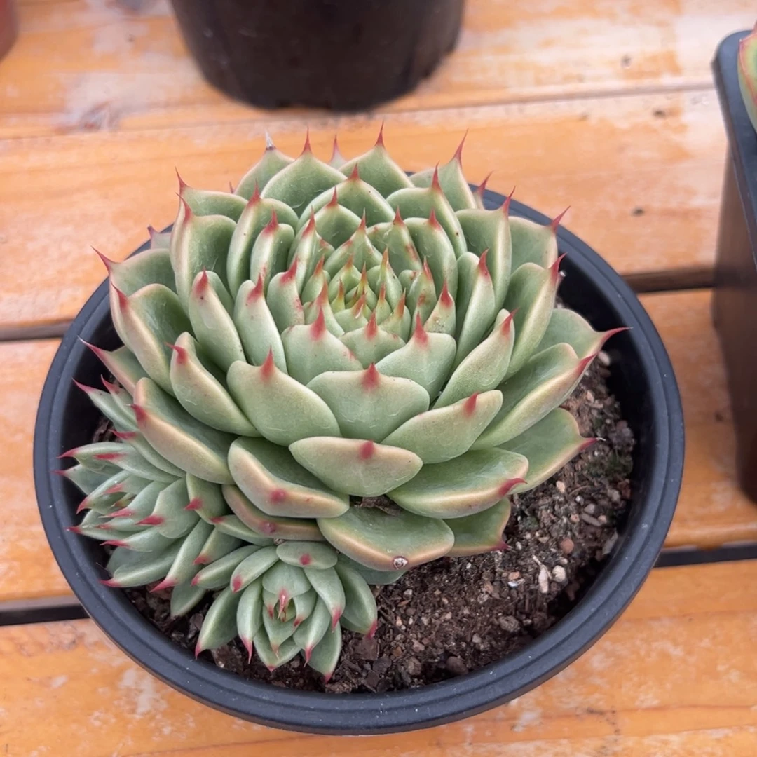 多肉植物托斯卡内莉