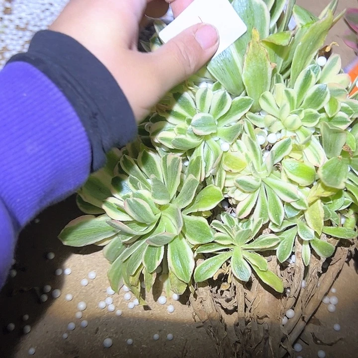 法师多肉一物一拍81