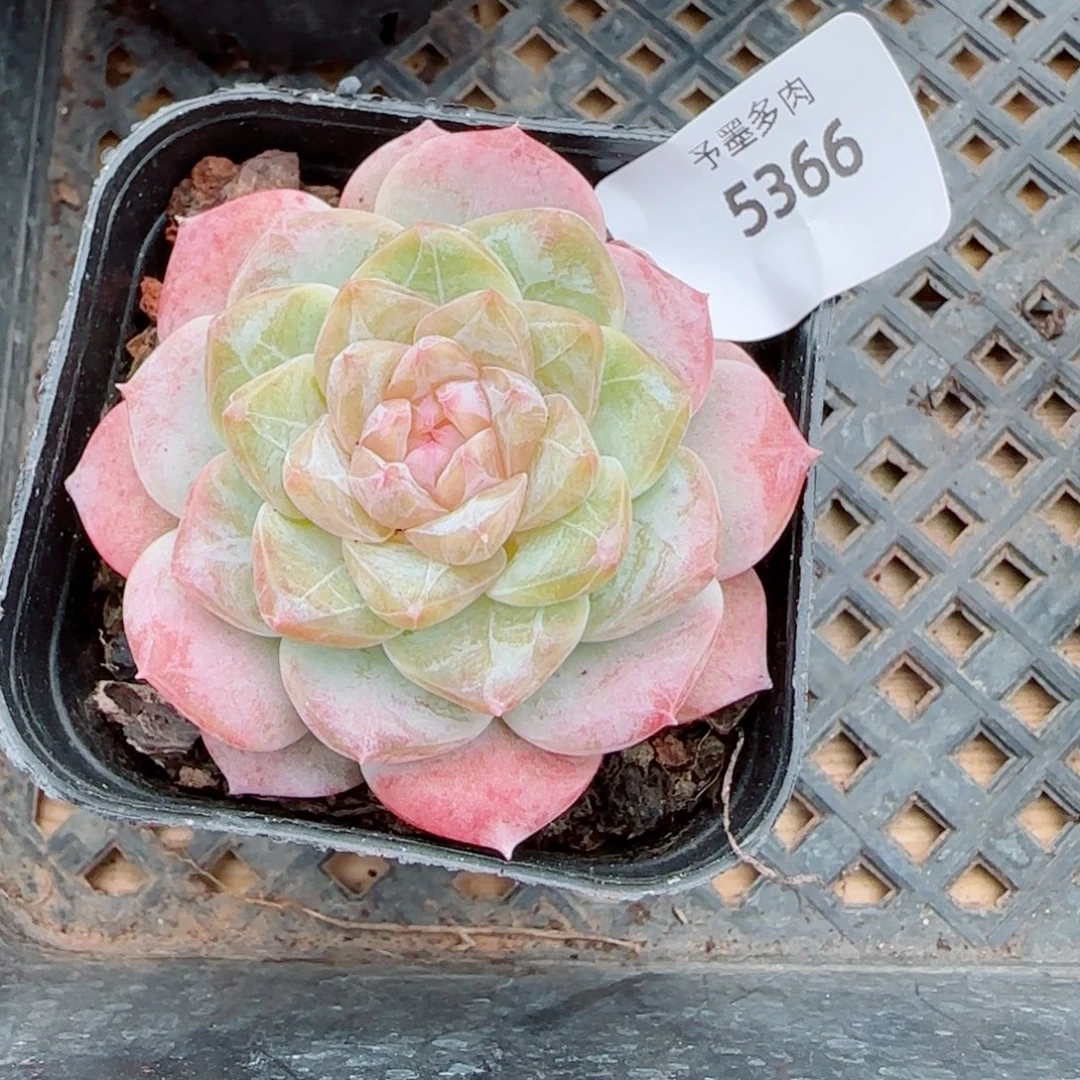 新品，5366多肉植物